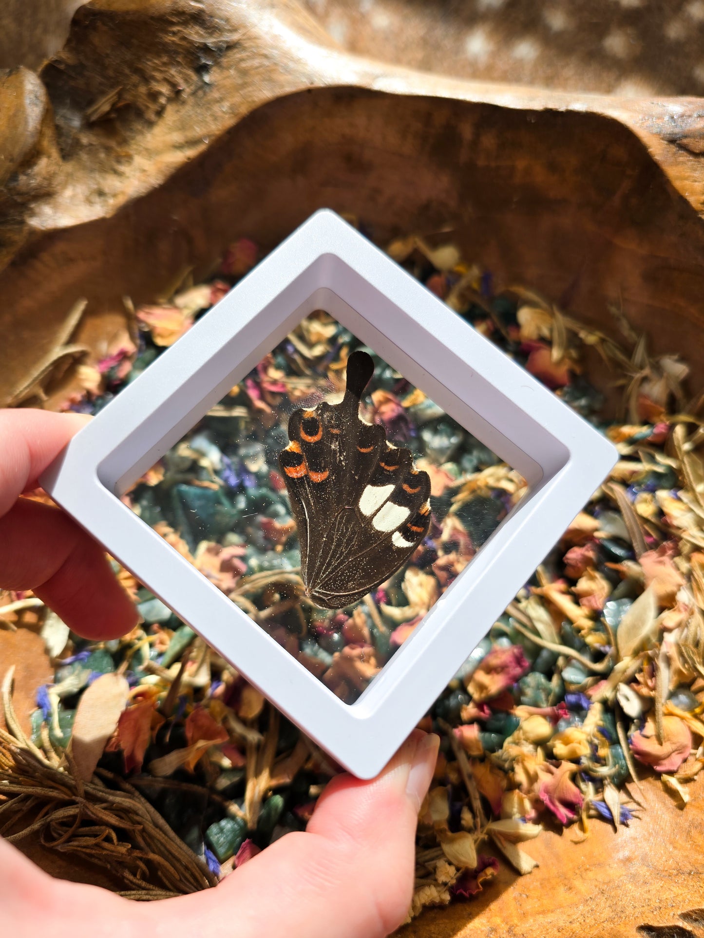 (B GRADE) MISC BUTTERFLY WINGS IN MINI WHITE FRAMES - NO STAND