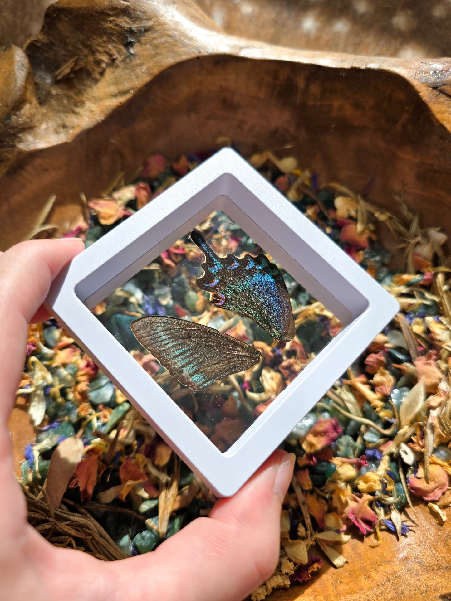 (B GRADE) MISC BUTTERFLY WINGS IN MINI WHITE FRAMES - NO STAND