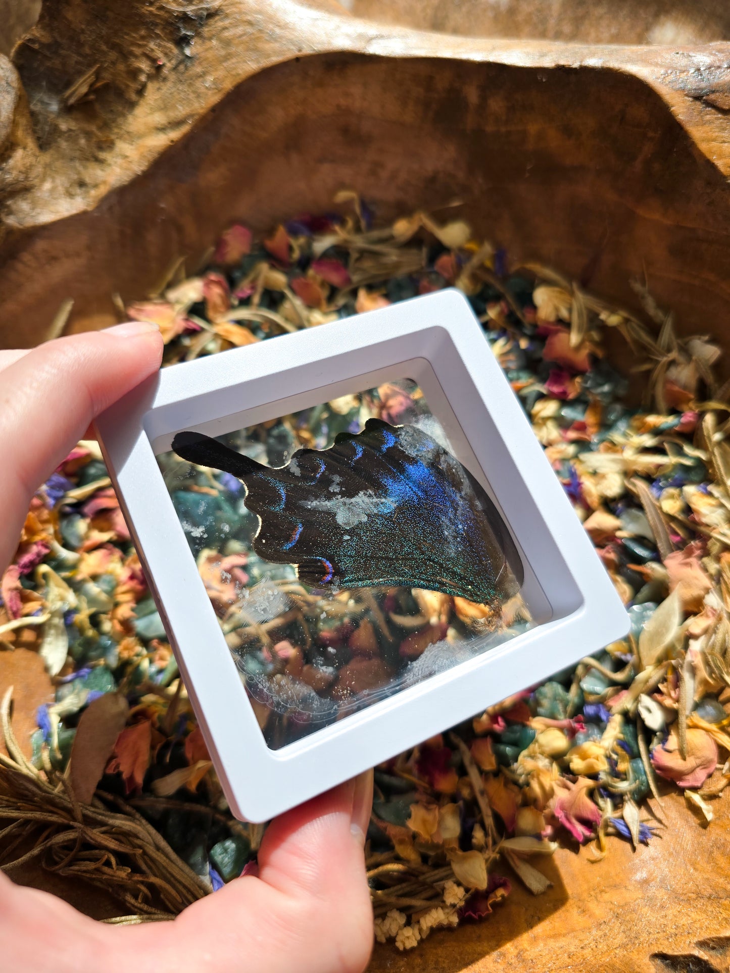 (B GRADE) MISC BUTTERFLY WINGS IN MINI WHITE FRAMES - NO STAND
