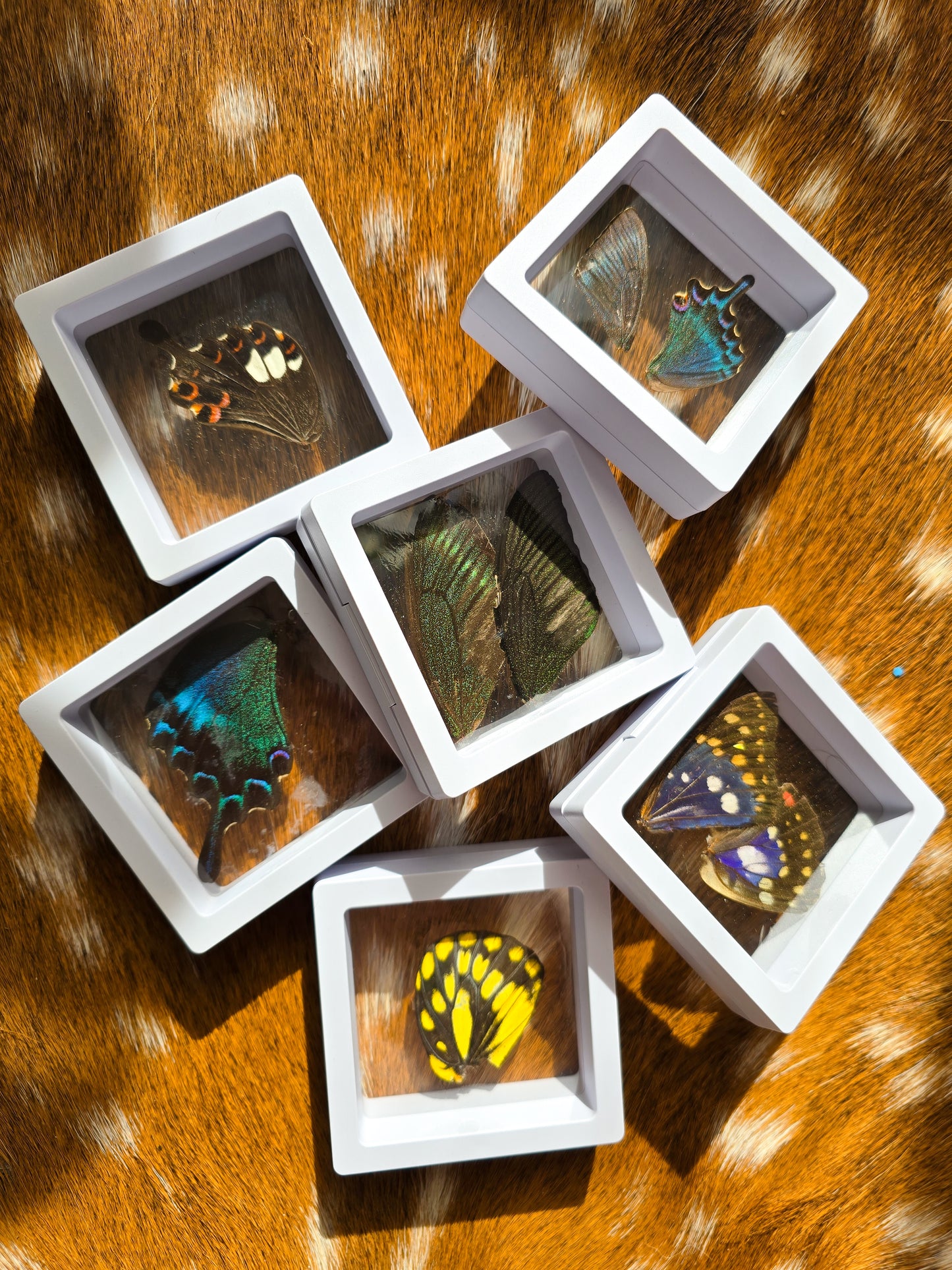 (B GRADE) MISC BUTTERFLY WINGS IN MINI WHITE FRAMES - NO STAND