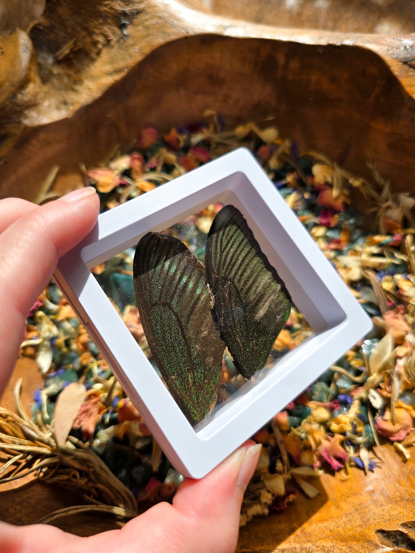 (B GRADE) MISC BUTTERFLY WINGS IN MINI WHITE FRAMES - NO STAND