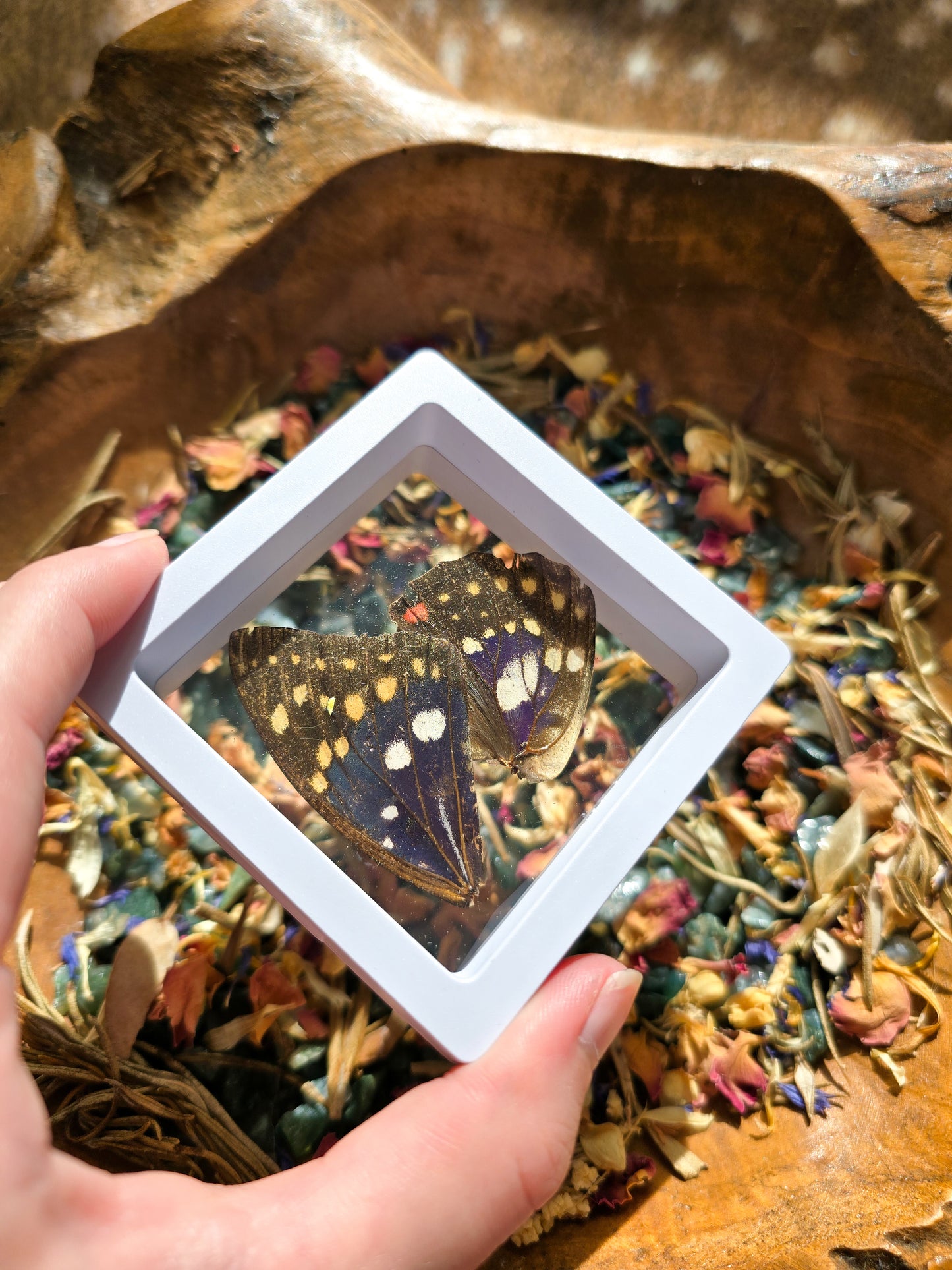 (B GRADE) MISC BUTTERFLY WINGS IN MINI WHITE FRAMES - NO STAND