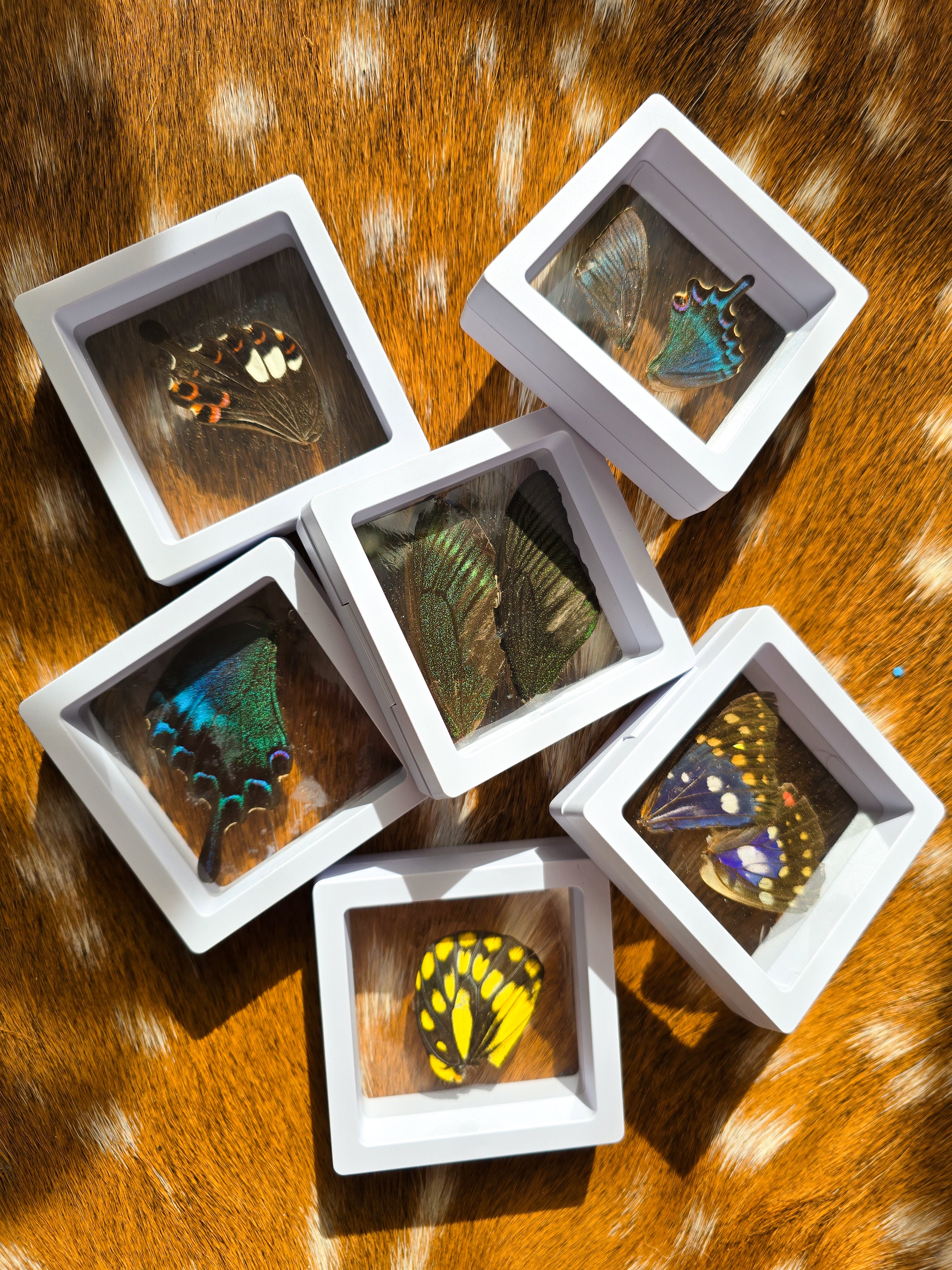 (B GRADE) MISC BUTTERFLY WINGS IN MINI WHITE FRAMES - NO STAND