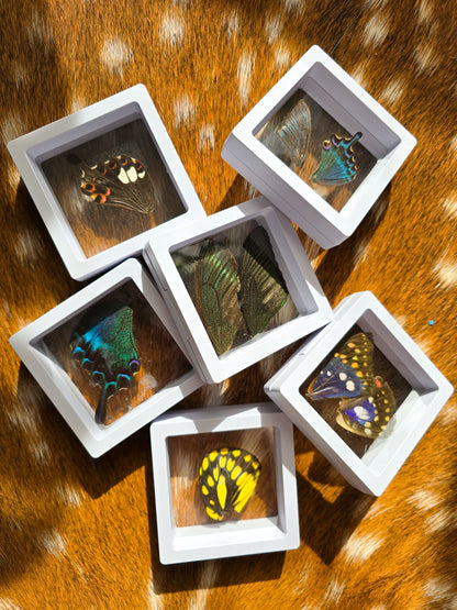 (B GRADE) MISC BUTTERFLY WINGS IN MINI WHITE FRAMES - NO STAND