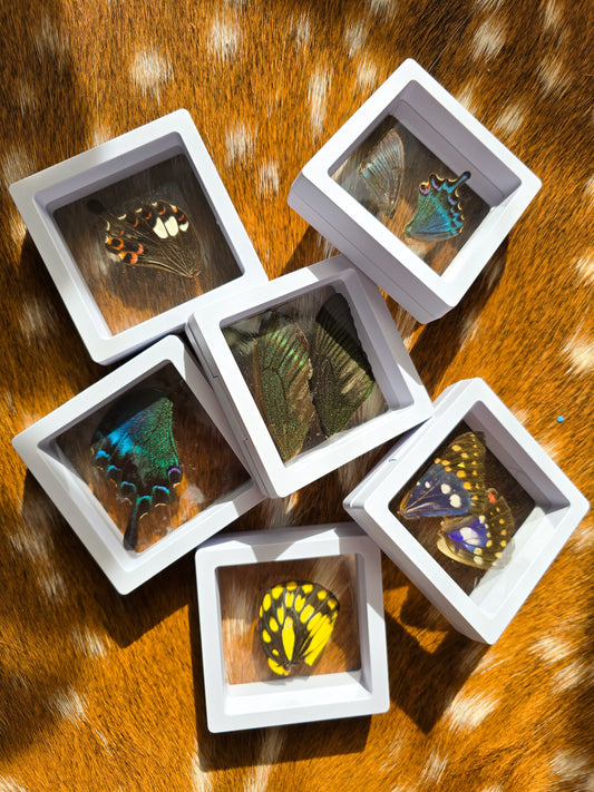 (B GRADE) MISC BUTTERFLY WINGS IN MINI WHITE FRAMES - NO STAND