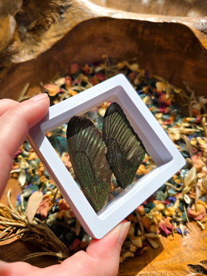 (B GRADE) MISC BUTTERFLY WINGS IN MINI WHITE FRAMES - NO STAND