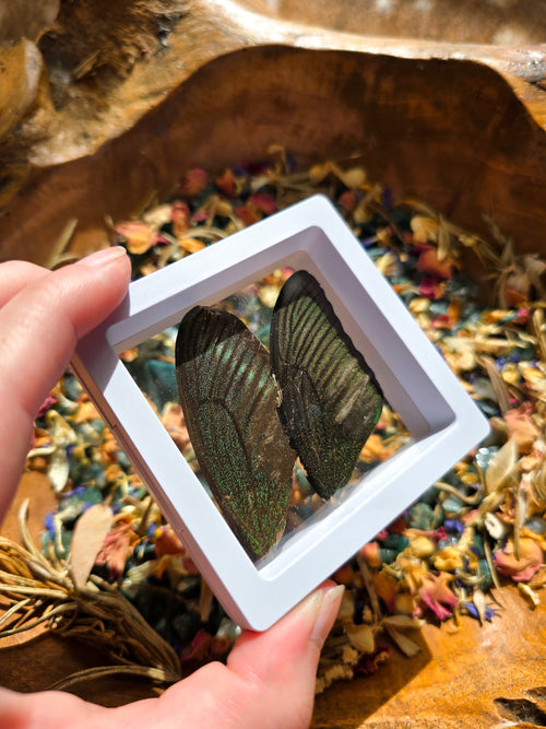 (B GRADE) MISC BUTTERFLY WINGS IN MINI WHITE FRAMES - NO STAND