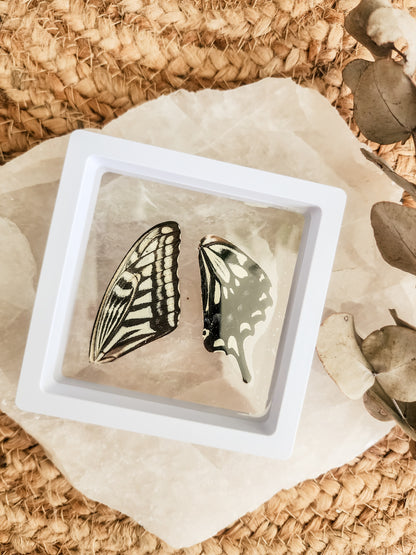 Papilio Xuthus Swallowtail - FRAMED BUTTERFLY WINGS (with stand)
