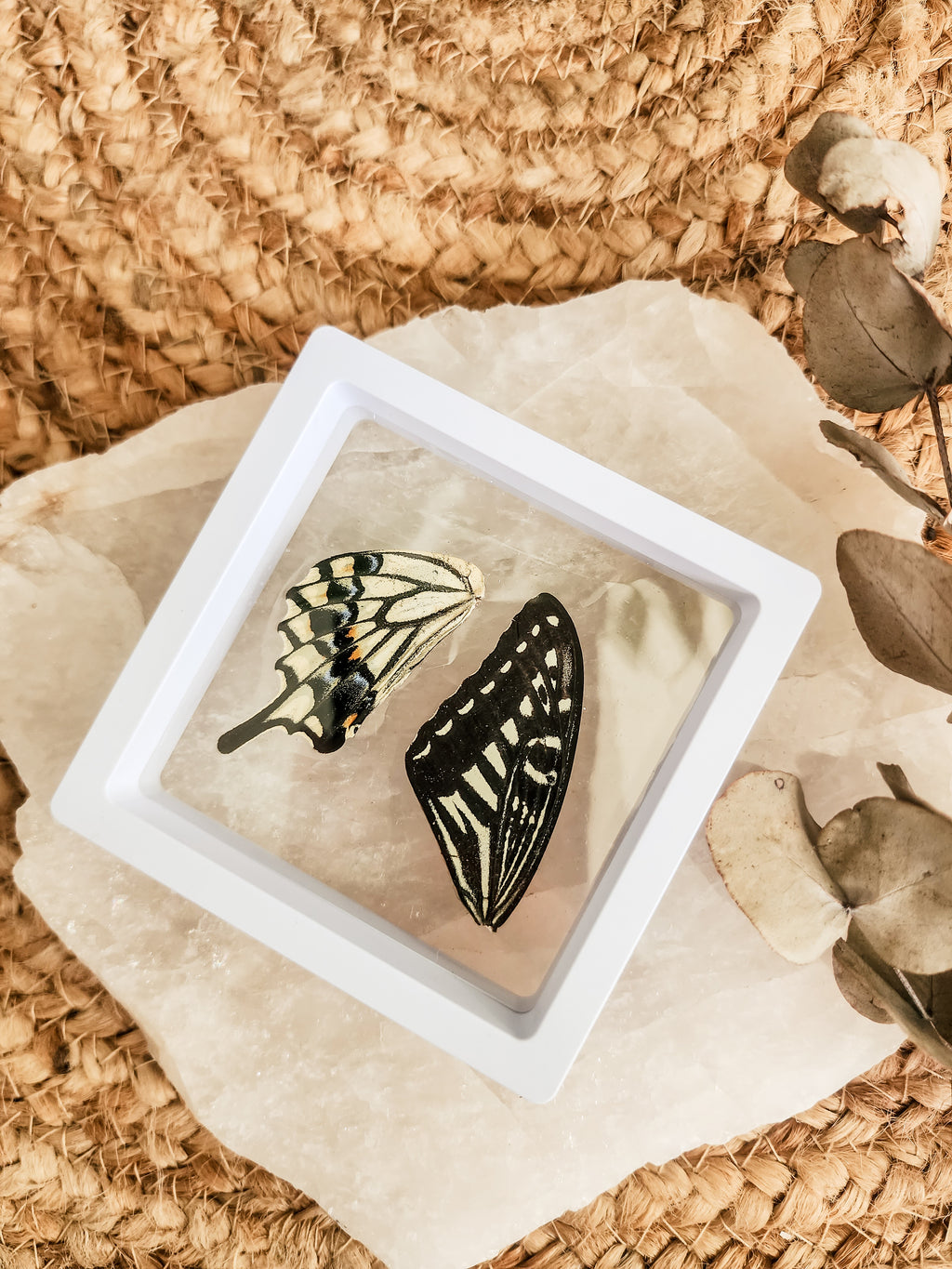 Papilio Xuthus Swallowtail - FRAMED BUTTERFLY WINGS (with stand)