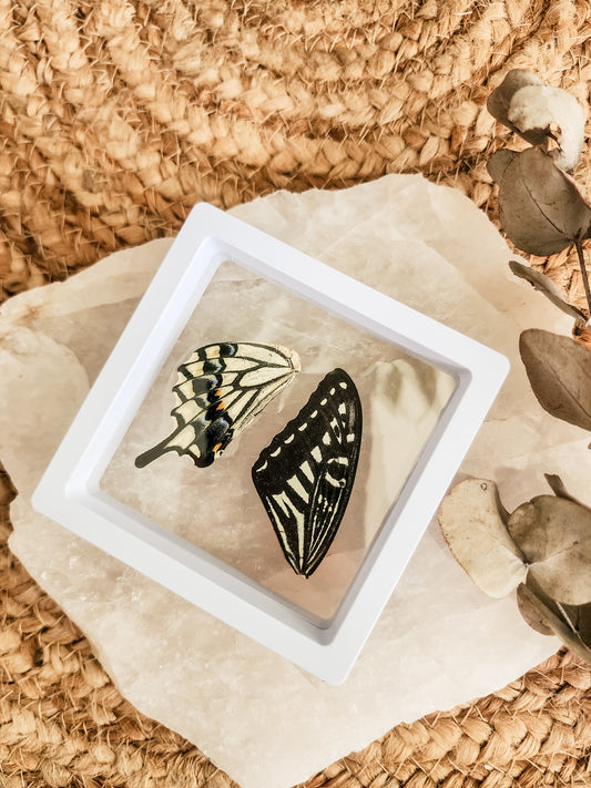 Papilio Xuthus Swallowtail - FRAMED BUTTERFLY WINGS (with stand)
