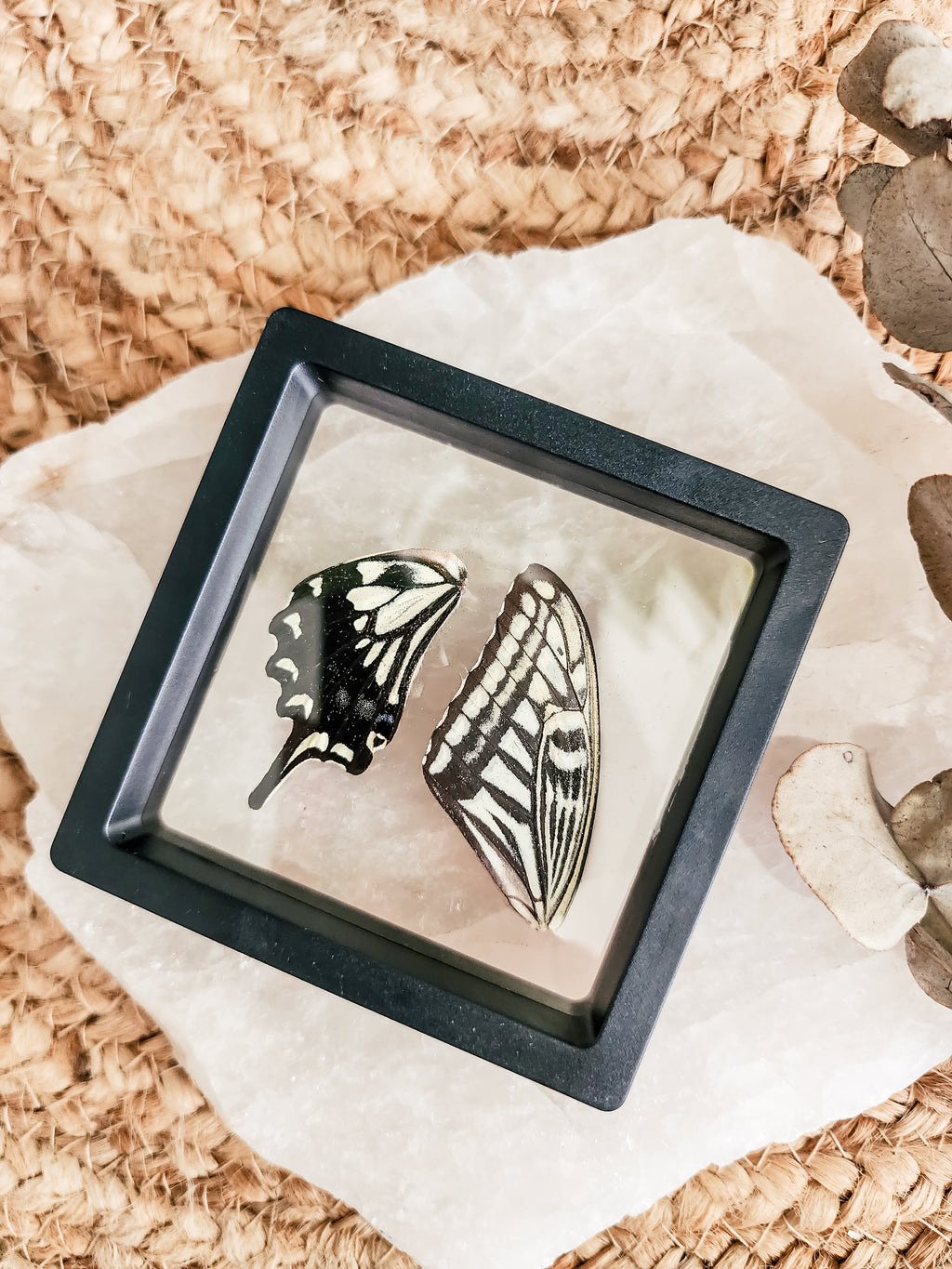 Papilio Xuthus Swallowtail - FRAMED BUTTERFLY WINGS (with stand)