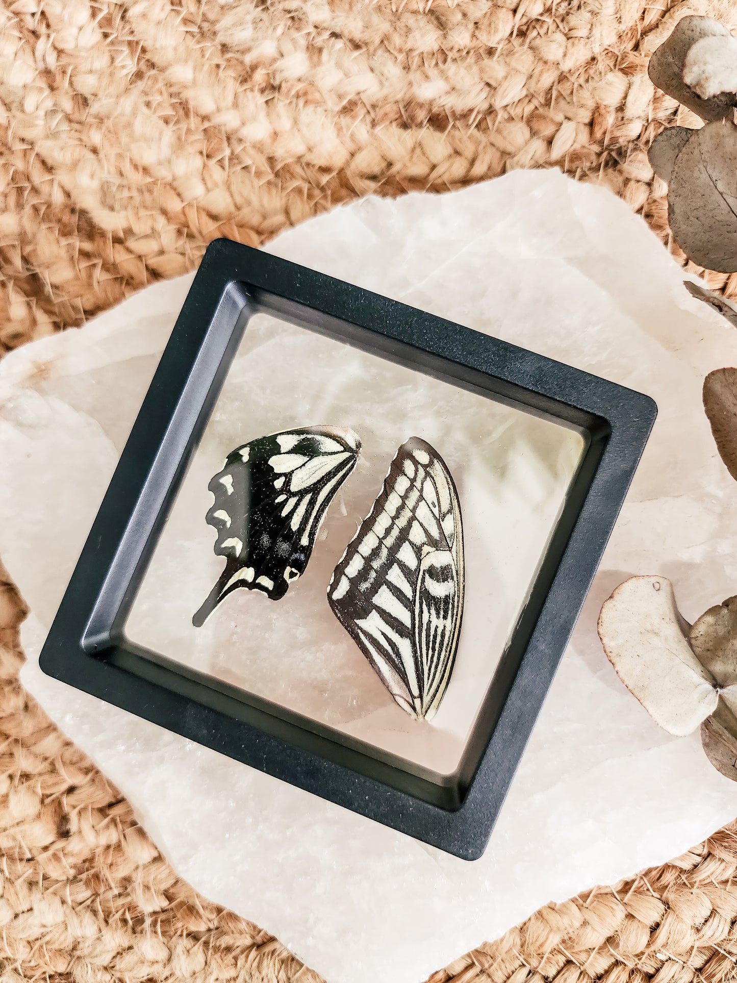 Papilio Xuthus Swallowtail - FRAMED BUTTERFLY WINGS (with stand)