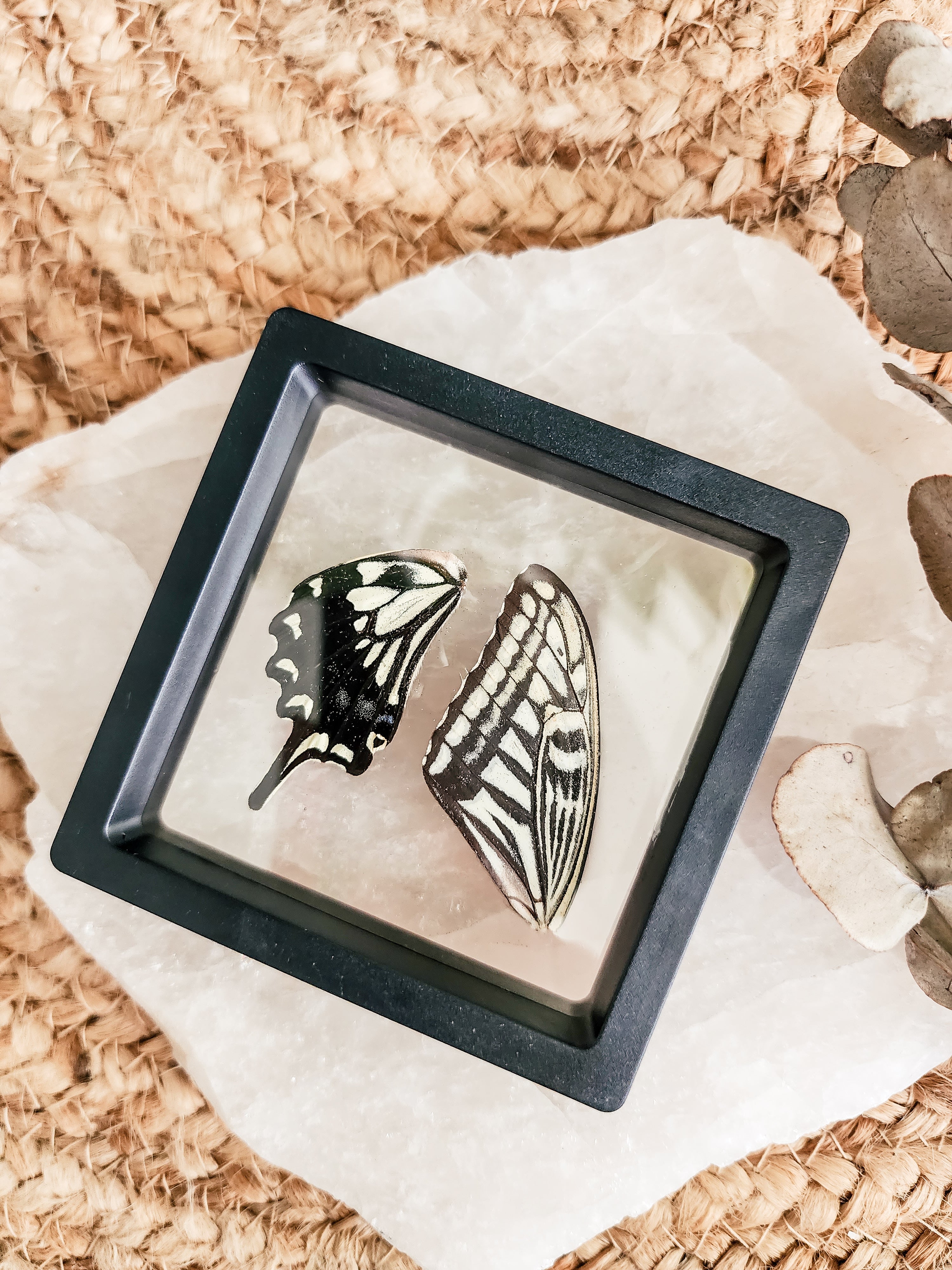 Papilio Xuthus Swallowtail - FRAMED BUTTERFLY WINGS (with stand)