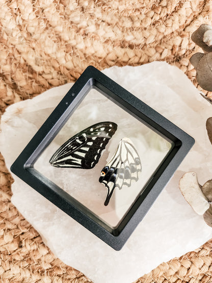 Papilio Xuthus Swallowtail - FRAMED BUTTERFLY WINGS (with stand)