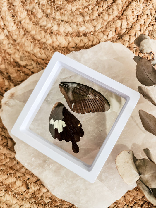 Papilio Nephelus Chaon Swallowtail - Spring Form - FRAMED BUTTERFLY WINGS (with stand)