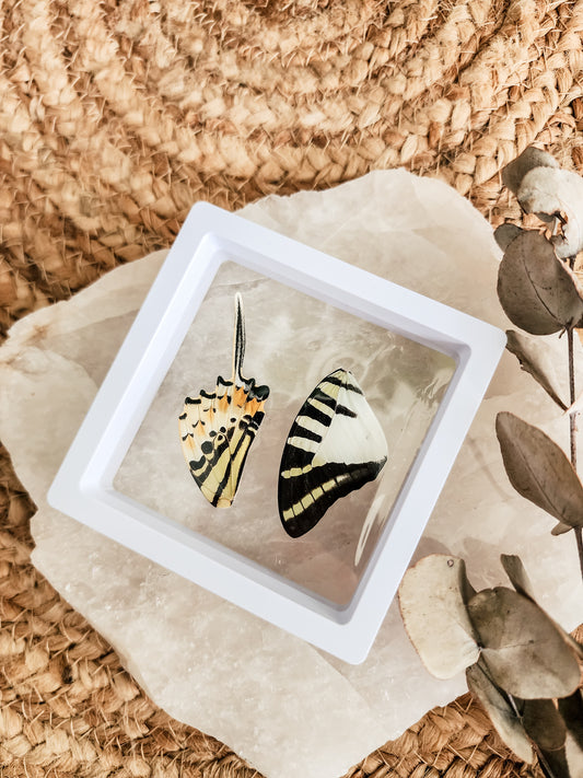 Five-Bar Swordtail - Graphium Antiphates - FRAMED BUTTERFLY WINGS (with stand)