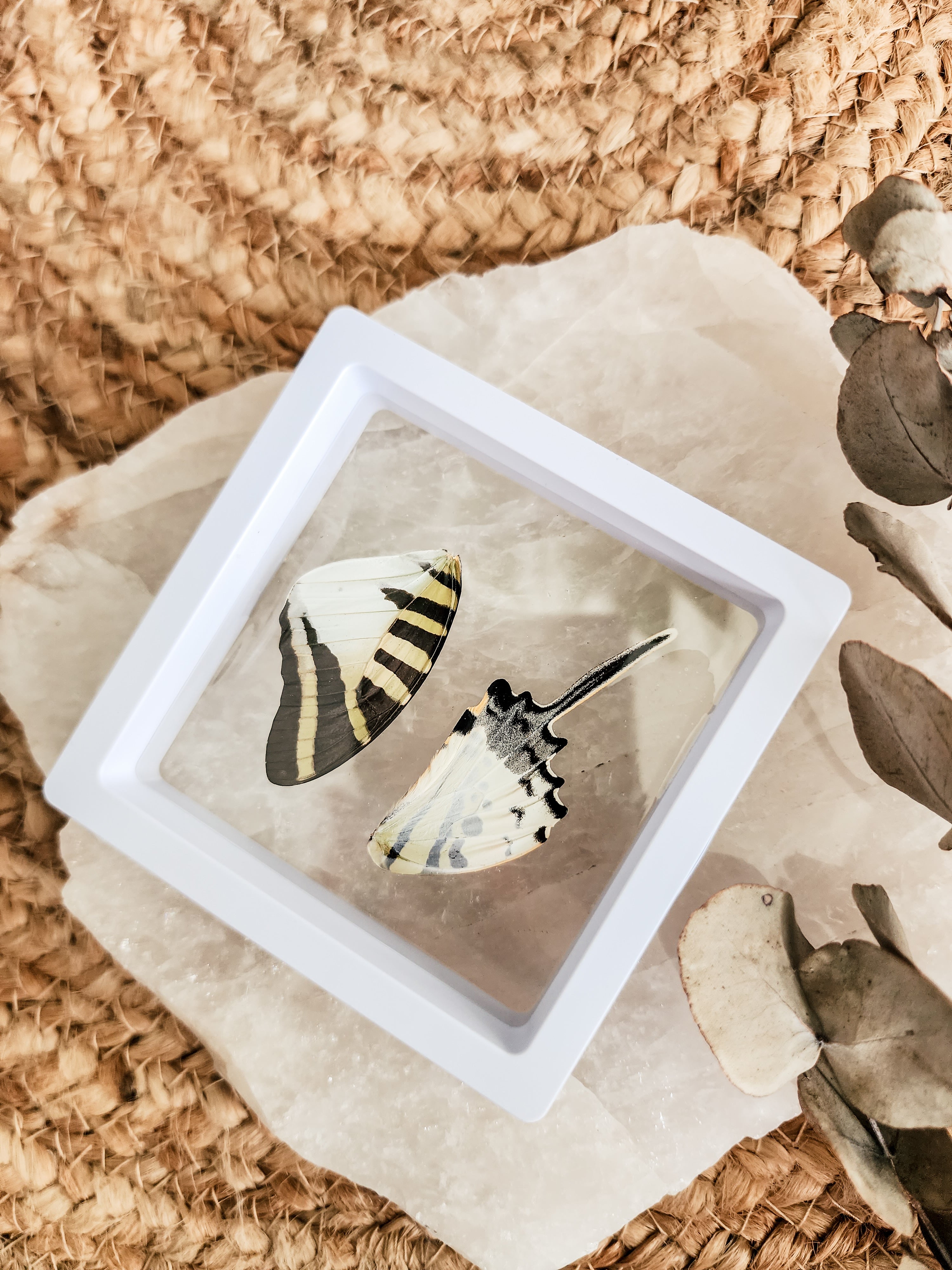 Five-Bar Swordtail - Graphium Antiphates - FRAMED BUTTERFLY WINGS (with stand)