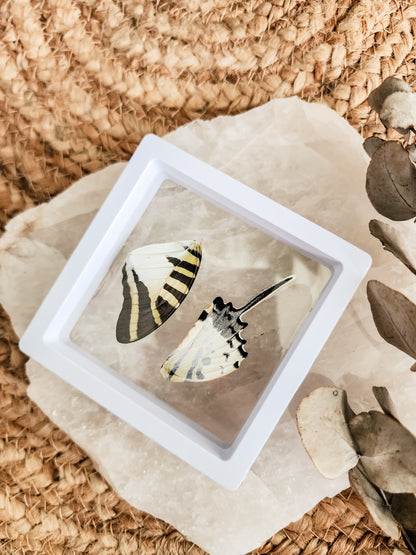 Five-Bar Swordtail - Graphium Antiphates - FRAMED BUTTERFLY WINGS (with stand)
